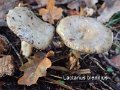 Lactarius blennius-amf1113